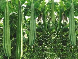 Ridge Gourd Seeds - Turai